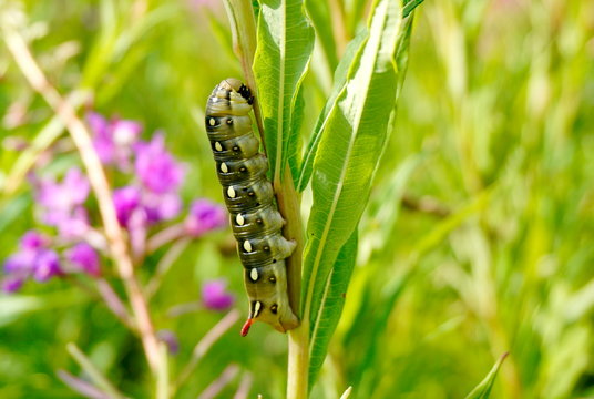 Large caterpillar on a fireweed plant. Green and pink blurred background.