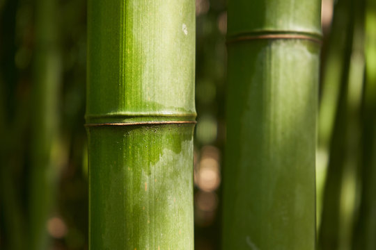 Detail close up of green bamboo trunks. Side sun light  