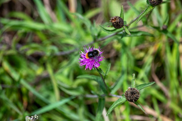 Bee on wild flower in Cornwall UK
