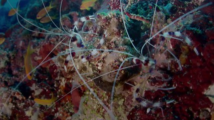 Banded coral shrimp or Banded cleaner shrimp. Stenopus hispidus. Macro shot, portrait of the shrimp in a colorful Reef, Indian Ocean, Maldives