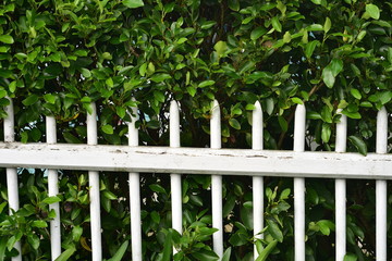 White wooden stick fence with paint peeling off and hedges behind it.