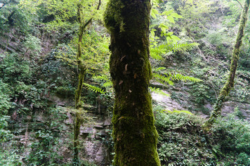 moss on a tree in the forest, raw originals