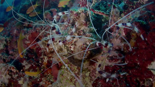 Banded coral shrimp or Banded cleaner shrimp. Stenopus hispidus. Macro shot, portrait of the shrimp in a colorful Reef, Indian Ocean, Maldives