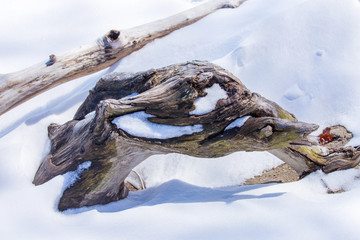 driftwood on snowy beach in winter chesapeake bay southern maryland calvert county