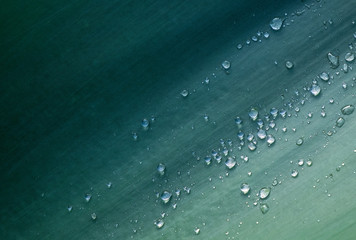 Water droplets on leaf surface