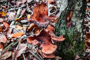 macro photograph close up of beautiful mushrooms in the woods in autumn
