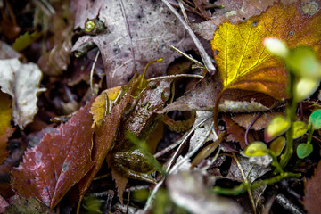 macro photograph close up of beautiful mushrooms in the woods in autumn