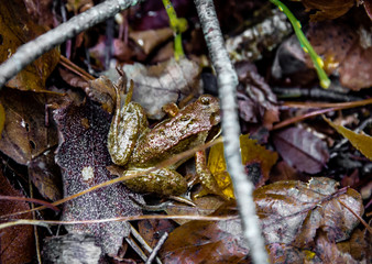 macro photograph close up of beautiful mushrooms in the woods in autumn