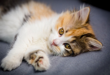Fototapeta na wymiar Little tricolor kitten on gray background