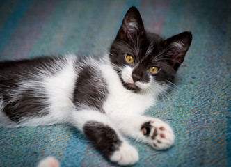 Little black and white kitten sleeping