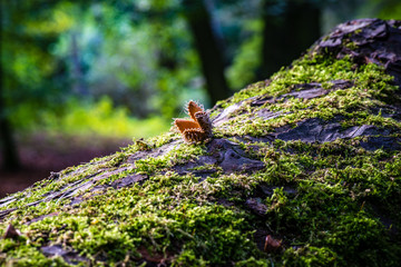 macro photograph close up of beautiful mushrooms in the woods in autumn