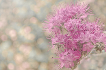 Beautiful flower background in pastel colors with bokeh effect. Soft focus.