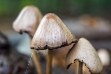 macro photograph close up of beautiful mushrooms in the woods in autumn