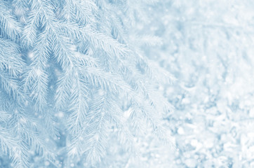 Winter blue background with fir branches and snowfall. Copy space. Macro with soft focus.