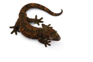 Fototapeta premium The mossy New Caledonian gecko isolated on white background