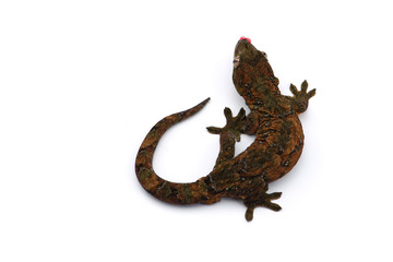 The mossy New Caledonian gecko isolated on white background