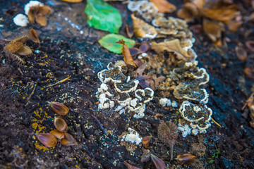 macro photograph close up of beautiful mushrooms in the woods in autumn