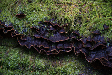 macro photograph close up of beautiful mushrooms in the woods in autumn