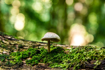macro photograph close up of beautiful mushrooms in the woods in autumn