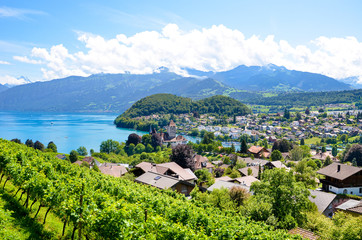 Fototapeta na wymiar Picturesque Alpine village Spiez located by Lake Thun in Switzerland photographed in the summer season. Green vineyards on the adjacent slopes. Swiss landscape. Peaks of the Alps in the background
