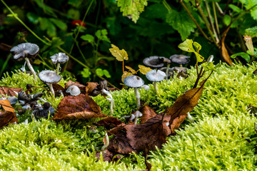 macro photograph close up of beautiful mushrooms in the woods in autumn