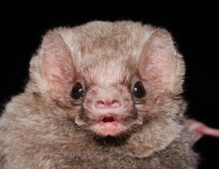 The hairy-legged vampire bat (Diphylla ecaudata) is one of three extant species of vampire bats. It...