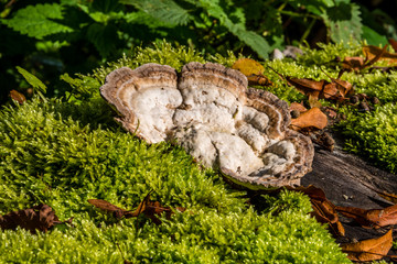 Naklejka na ściany i meble macro photograph close up of beautiful mushrooms in the woods in autumn