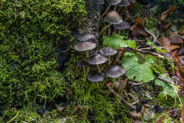 macro photograph close up of beautiful mushrooms in the woods in autumn
