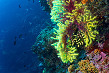 Coral reef from lastovo, Croatia