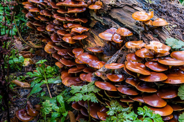 macro photograph close up of beautiful mushrooms in the woods in autumn