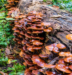 macro photograph close up of beautiful mushrooms in the woods in autumn