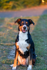 Portrait of appenzeller mountain dog, sitting on the summer field, natural light