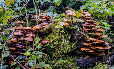 macro photograph close up of beautiful mushrooms in the woods in autumn