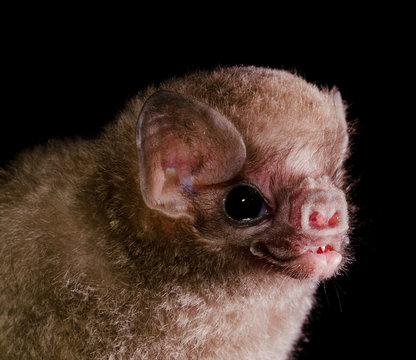 The hairy-legged vampire bat (Diphylla ecaudata) is one of three extant species of vampire bats. It mainly feeds on the blood of wild birds, but can also feed both on domestic birds and humans.