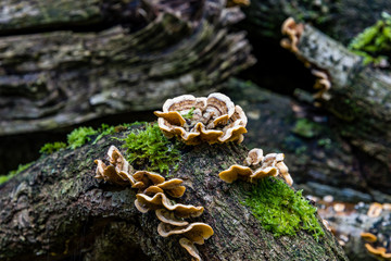 macro photograph close up of beautiful mushrooms in the woods in autumn