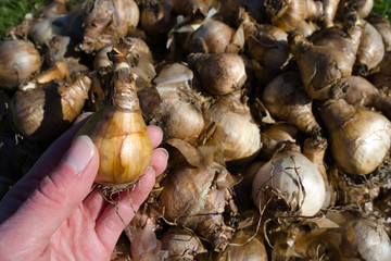 Holding a narcissi bulb with bulbs in the background