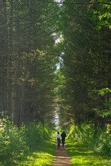 a couple with a child walk along a footpath along an alley of conifers.