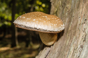 Photo by Rien Janssen (www.rienjanssen.com)