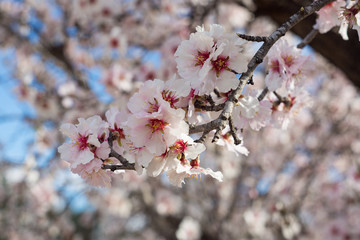 Almendros en flor. Flor de almendro