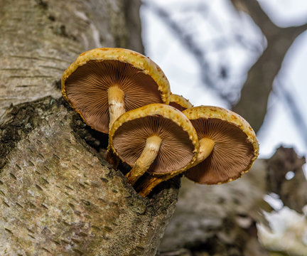 Photo by Rien Janssen (www.rienjanssen.com)