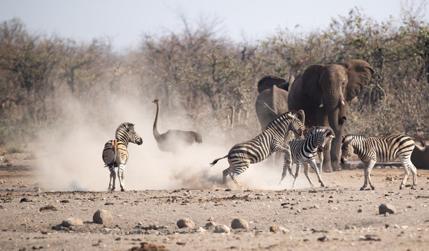 Zebras fighting in front of elephants and an ostrich, South Africa