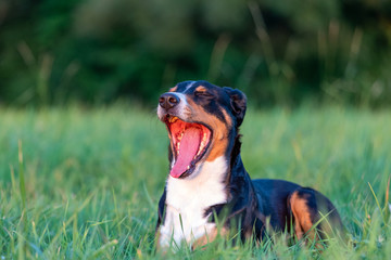 Appenzeller Mountain dog yawning, Tricolor Dog