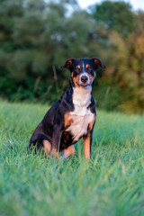 Portrait of appenzeller mountain dog, sitting on the summer field, natural light