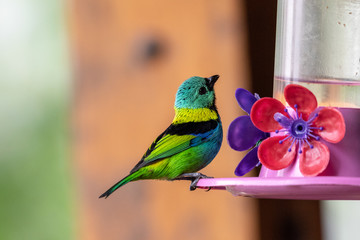 Beautifil Green-headed tanager (Tangara seledon) also known as Saira-sete-cores.  Serrinha do Alambari, Rio de Janeiro, Brazil