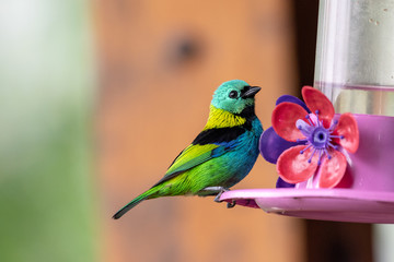 Beautifil Green-headed tanager (Tangara seledon) also known as Saira-sete-cores.  Serrinha do Alambari, Rio de Janeiro, Brazil