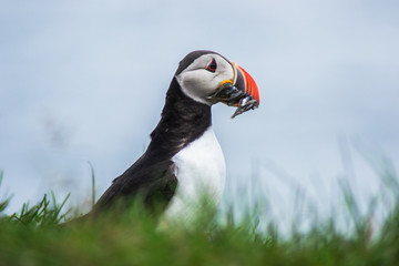 Close up/detailed portrait view of Arctic or Atlantic Puffin bird with orange beak full of small fish. Latrabjarg cliff, Westfjords, Iceland