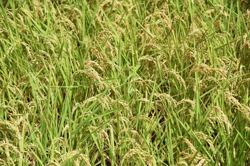 Rice cultivation / Japanese traditional farming and rice growth.