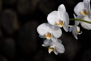 Fototapeta na wymiar White orchids in black pattern in European