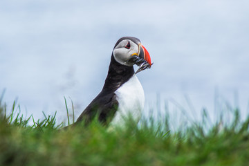 Close up/detailed portrait view of Arctic or Atlantic Puffin bird with orange beak full of small fish. Latrabjarg cliff, Westfjords, Iceland