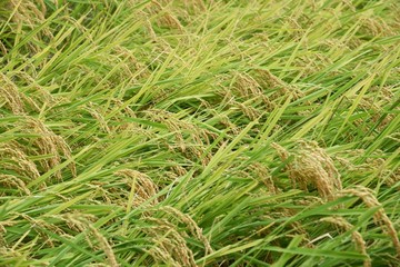 Rice cultivation / Japanese traditional farming and rice growth.